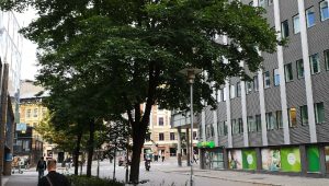 Gate i byområde, store trær skiller fortau og bilvei