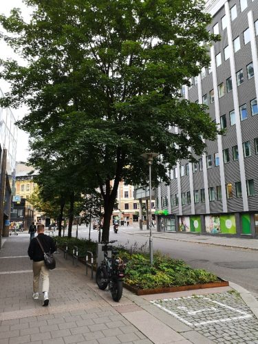 Gate i byområde, store trær skiller fortau og bilvei