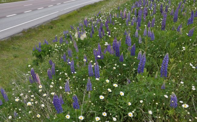 Fotoet viser en ”blomstereng” av Hagelupiner og Prestekrager langs en vei.