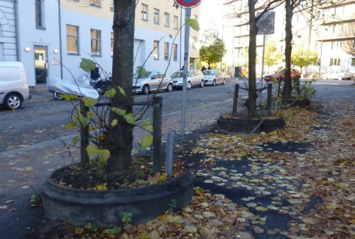 Fotoet viser tre trær som er plantet i plantekummer. Trærne står i en bygate.