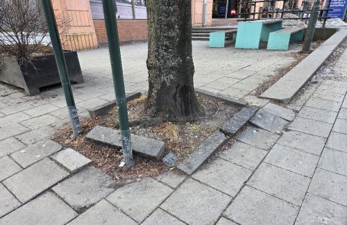 Fotoet viser et tre med kantstein rundt. Kantsteinen har forskjøvet seg pga rot-sprengning.
